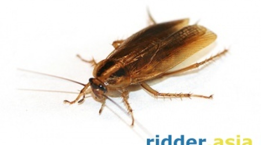 Способы избавления от тараканов и других насекомых.