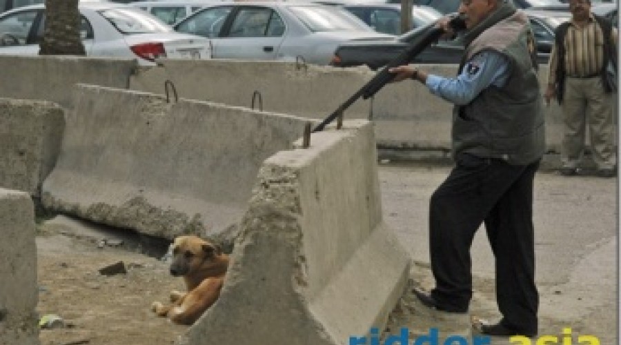 В Усть-Каменогорске начальник отдела городского акимата лично отстреливал бродячих собак