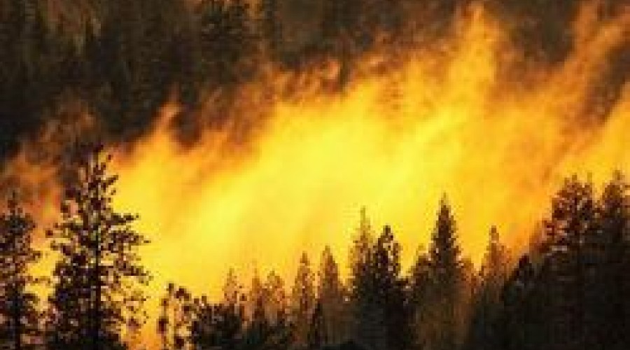 Опять лесные пожары