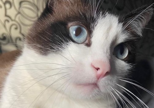 Кот бело-коричневый с голубыми глазами