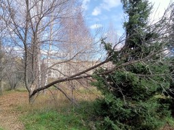 Сломано дерево слева от Обелиска Славы