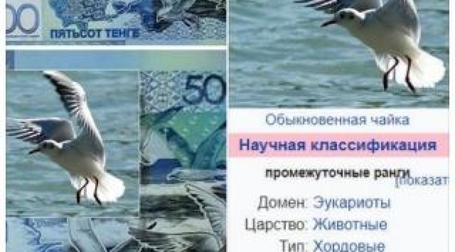 На новой банкноте в 500 тенге увидели чайку из Википедии