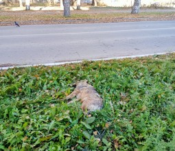 Труп сбитой собаки лежит на газоне