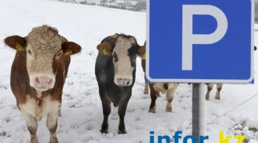 Штрафстоянку для коров предлагают создать в Риддере