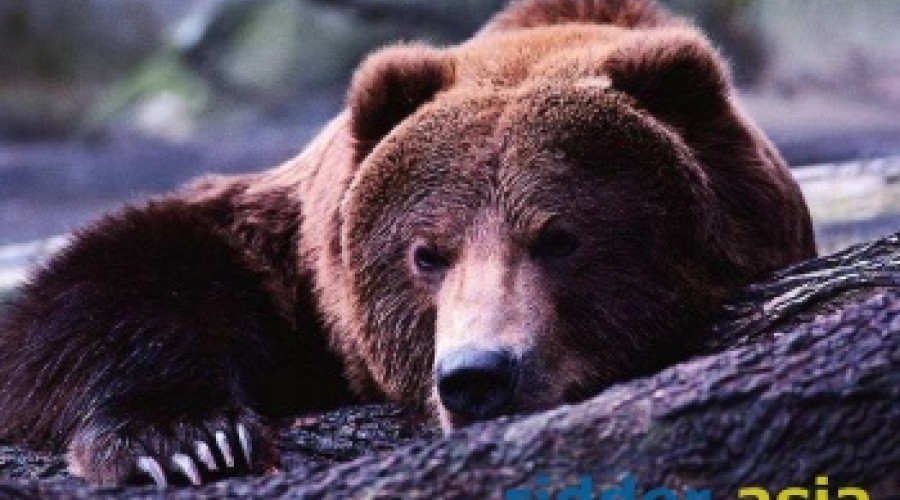 В ВКО жители села Медведка, где недавно медведь загрыз сельчанина, опасаются новых атак хищника