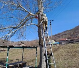 11-летняя девочка в Риддере залезла на дерево высотой 8 метров