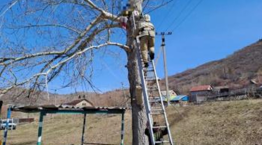 11-летняя девочка в Риддере залезла на дерево высотой 8 метров