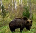 В Риддере фотоловушки зафиксировали более 40 медведей