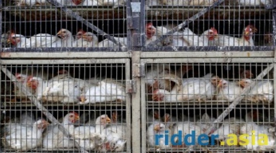 В Казахстане введен запрет на продажу мяса птицы из России и Украины