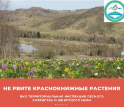 В ВКО предупреждают тех, кто выкладывает в соцсетях фото с первоцветами