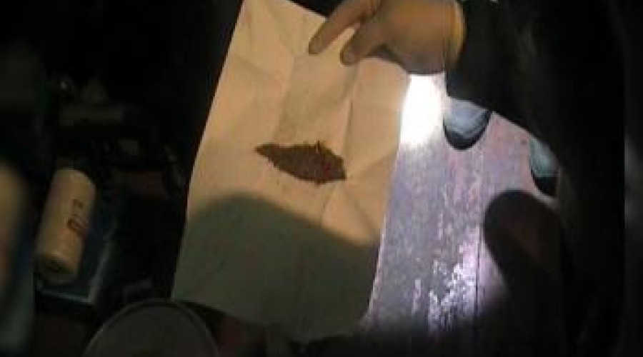 Свыше 1,5 кг марихуаны изъяли у жителя Риддера