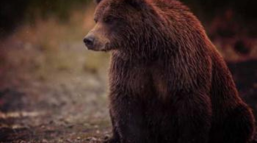 Медведь снова объявился в окрестностях города Риддера