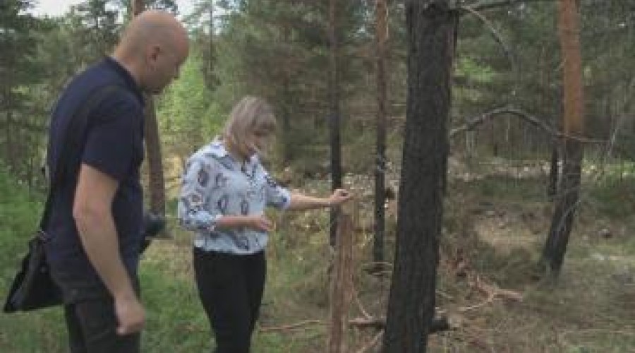 Активисты сомневаются в законности вырубки леса в окрестностях Риддера
