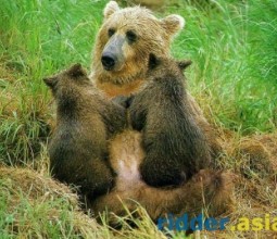 Во саду ли в огороде медведица гуляла...