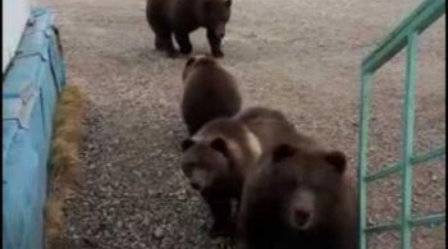 Туристы в Риддере столкнулись с медведями [ВИДЕО]