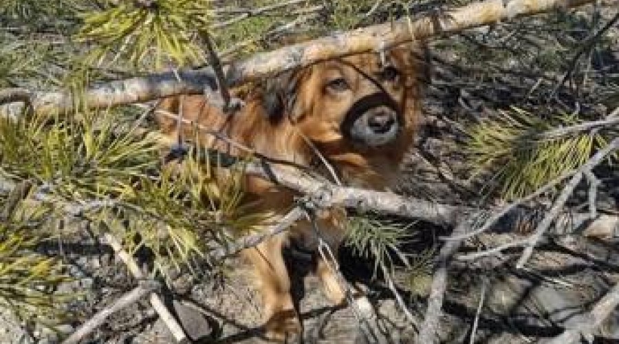 В Риддере зооволонтеры спасли собаку, которую хозяева привязали к дереву цепью