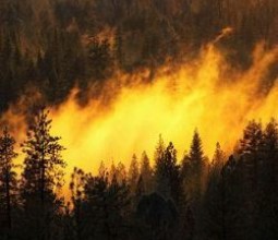 Опять лесные пожары