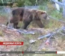 В Восточном Казахстане увеличилось количество медведей