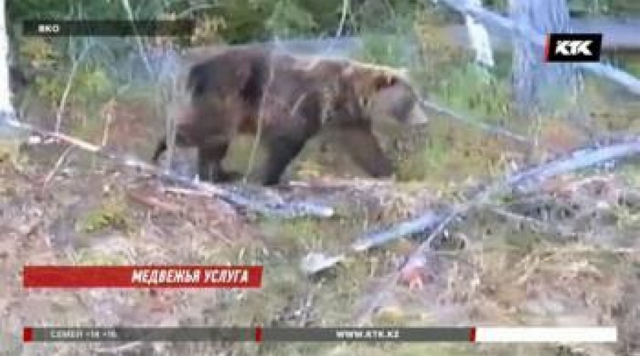 В Восточном Казахстане увеличилось количество медведей