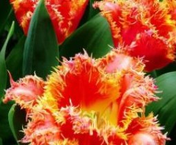 Махровая роскошь тюльпанов: необычные виды тюльпана