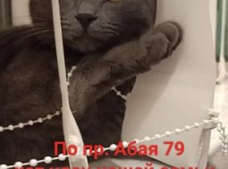 Пропал кот на Абая 79