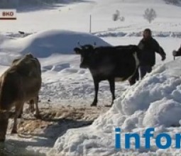 Жители восточноказахстанского села пьют вместе со скотом [+ВИДЕО]