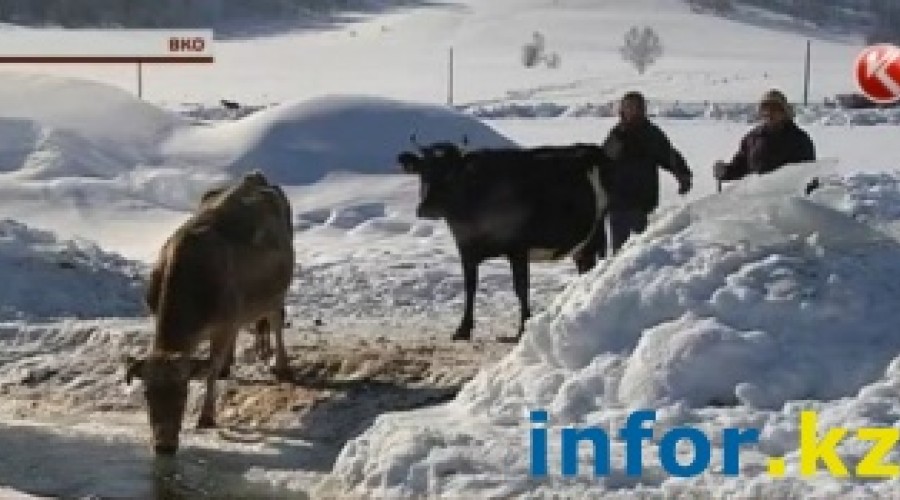 Жители восточноказахстанского села пьют вместе со скотом [+ВИДЕО]