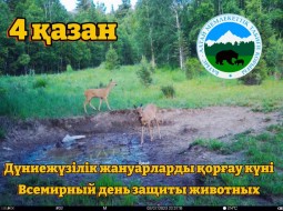 Дүниежүзілік жануарларды қоғау күні. Всемирный день защиты животных