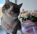 Кошечка Сима ищет дом и ответственную, любящую семью