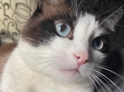Кот бело-коричневый с голубыми глазами