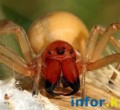 В Усть-Каменогорске молодого человека укусил редкий ядовитый паук