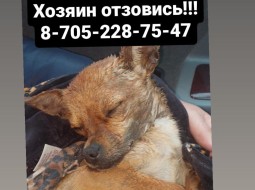 Найдена сбитая собака на Гоголя