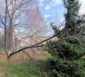 Сломано дерево слева от Обелиска Славы