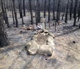 Находки в лесу после пожара: сгоревшая избушка и неизвестная могилка