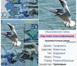 На новой банкноте в 500 тенге увидели чайку из Википедии