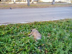 Труп сбитой собаки лежит на газоне