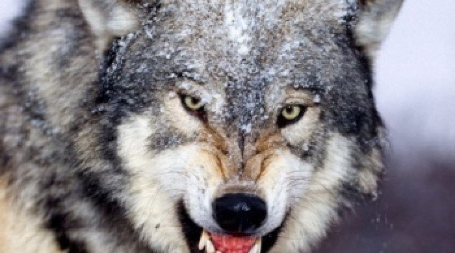 В ВКО женщина спасла супруга от разъяренного волка, убив хищника кухонным ножом