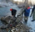 Лося убили двое риддерских браконьеров