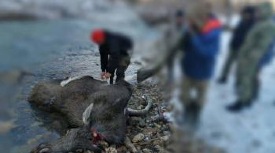 Лося убили двое риддерских браконьеров