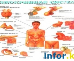 Эндокринные заболевания - их причины и лечение