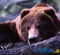 В ВКО жители села Медведка, где недавно медведь загрыз сельчанина, опасаются новых атак хищника