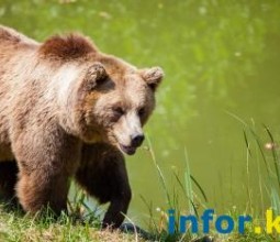 Бурый медведь на турбазе в Риддере