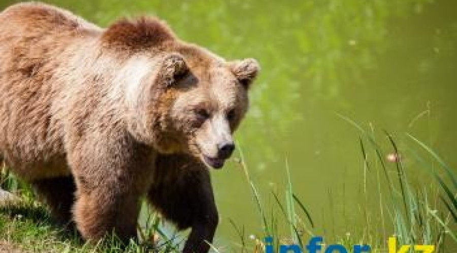 Бурый медведь на турбазе в Риддере