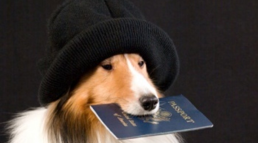 В Казахстане собак обязали ходить с паспортом