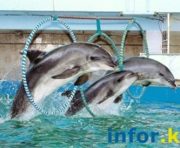 Ростовский дельфинарий - лучшее развлечение для детей и взрослых! [PR]