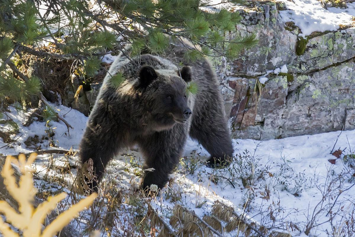 В ВКО увеличивается поголовье бурых медведей
